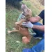 Operação de Resgate da Polícia Civil salva 40 animais de maus-tratos em Rio Branco
