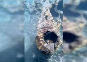 Vídeo: sucuri gigante é flagrada descansando camuflada em rio