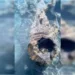 Vídeo: sucuri gigante é flagrada descansando camuflada em rio