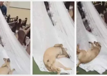 Vira-lata caramelo invade igreja, deita e rola em vestido de noiva durante casamento em Ribeirão Claro — Foto: Arquivo pessoal