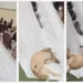 Vira-lata caramelo invade igreja, deita e rola em vestido de noiva durante casamento em Ribeirão Claro — Foto: Arquivo pessoal