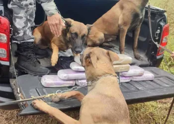 Mais de 11 quilos de cocaína são apreendidos em caminhão na BR-317