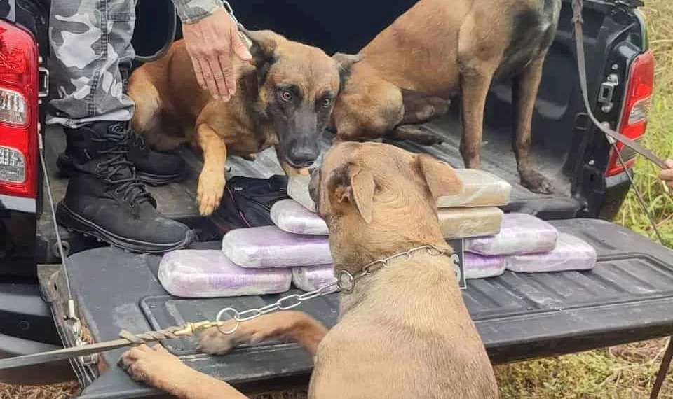 Mais de 11 quilos de cocaína são apreendidos em caminhão na BR-317