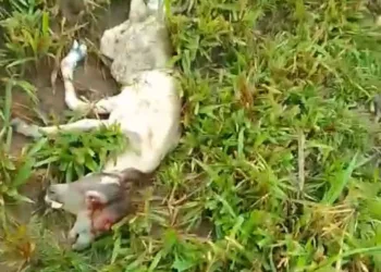 No Acre, bezerro nasce com duas cabeças; veja vídeo