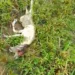 No Acre, bezerro nasce com duas cabeças; veja vídeo