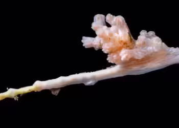 Cientistas avaliam poder ser uma nova espécie — Foto: Ocean Census & Martin Hartley