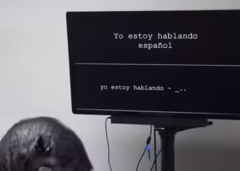 Foto do teste feito com o paciente, com frases em inglês e espanhol — Foto: Nature Biomedical Engineering/University of California in San Francisco (2024)