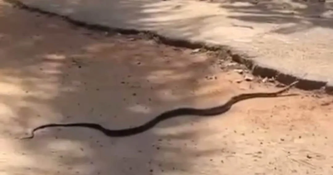 Serpente de vida livre surpreende visitantes do Parque Chico Mendes