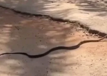 Serpente de vida livre surpreende visitantes do Parque Chico Mendes