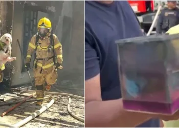Cadela e peixe são resgatados de incêndio em Cruzeiro do Sul; Veja o Vídeo