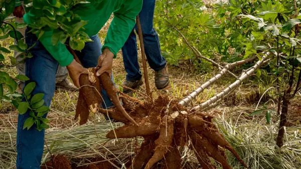 Primeiro Festival da Macaxeira pretende fomentar a economia acreana