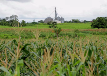 Meta: governo do Acre quer bater recorde de exportações até o fim do ano