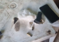 Suspeito de ter assassinado comerciante no Taquari é preso