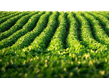 Mapa publica zoneamento agrícola da soja, safra 24/25