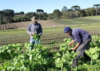 Pronaf 2023/2024 investe R$ 436 milhões na agricultura familiar do Acre, aumento de 39,4% em relação à safra 2022/2023