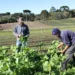 Pronaf 2023/2024 investe R$ 436 milhões na agricultura familiar do Acre, aumento de 39,4% em relação à safra 2022/2023