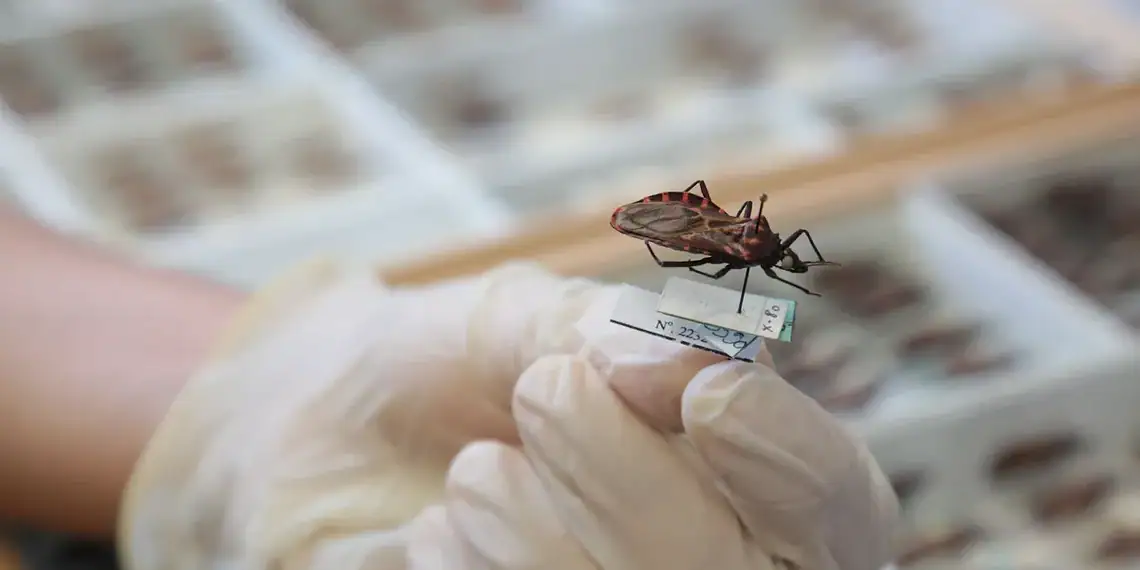Cruzeiro do Sul registra 9 casos de doença de Chagas; contaminação pode ter ocorrido por vinho feito de açaí