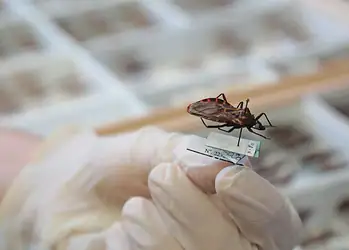 Cruzeiro do Sul registra 9 casos de doença de Chagas; contaminação pode ter ocorrido por vinho feito de açaí