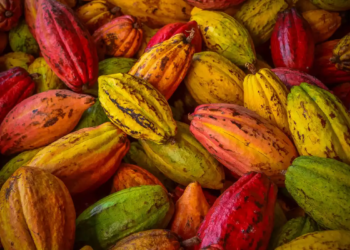 Sebrae e Seagri promovem evento “Agricultura em debate: Por que plantar cacau?”