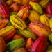 Sebrae e Seagri promovem evento “Agricultura em debate: Por que plantar cacau?”