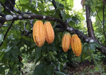 Prorrogada emergência fitossanitária para proteger plantações de cacau do Acre contra fungo