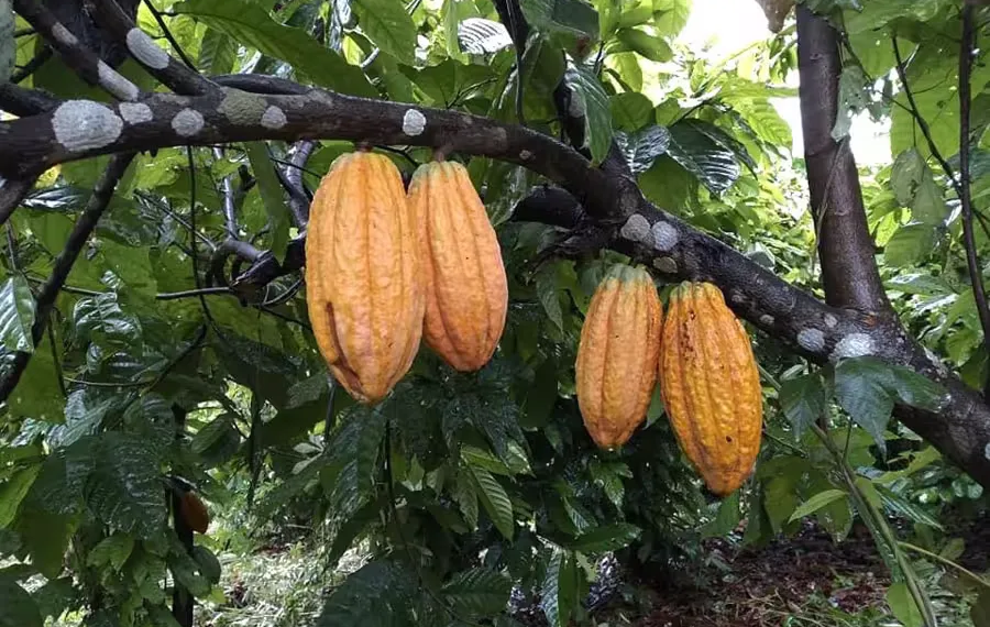 Prorrogada emergência fitossanitária para proteger plantações de cacau do Acre contra fungo