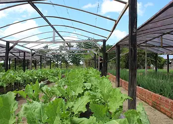 Horta do presídio de Cruzeiro do Sul é utilizada como instrumento de ressocialização e remição de pena