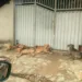 Moradora denuncia abandono de animais no Universitário