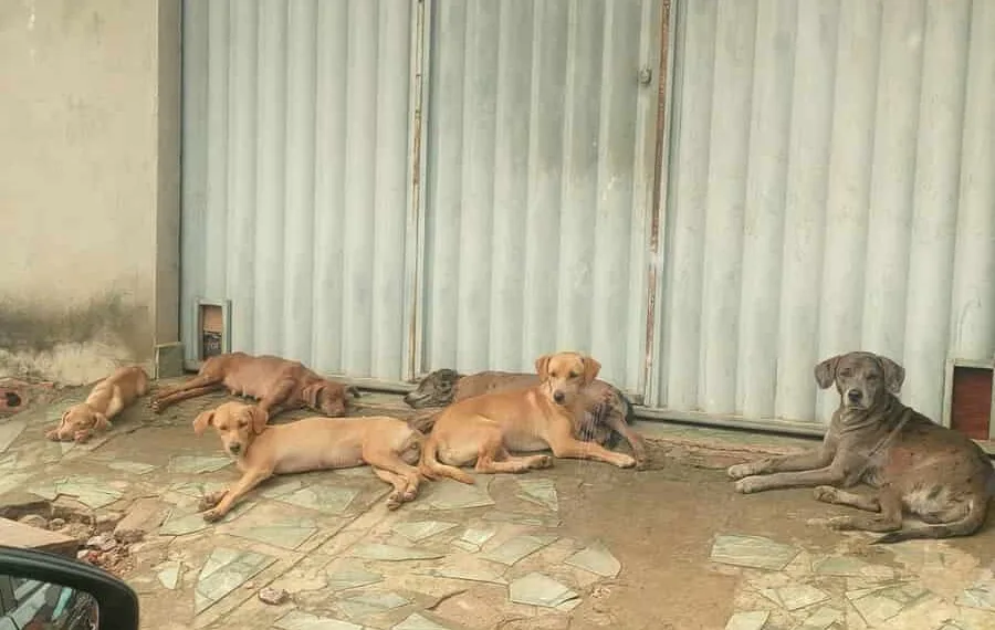 Moradora denuncia abandono de animais no Universitário