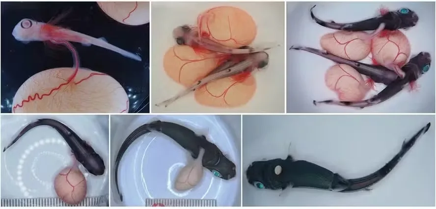 Sequência de imagens mostra alterações na morfologia de embrião de tubarão durante a incubação no útero artificial — Foto: Modificada de Tomita et al. Frontiers in Fish Science 2024.