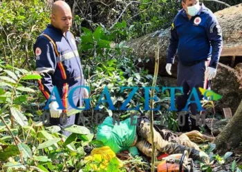 Trabalhador morre após ser atingido por galho de árvore