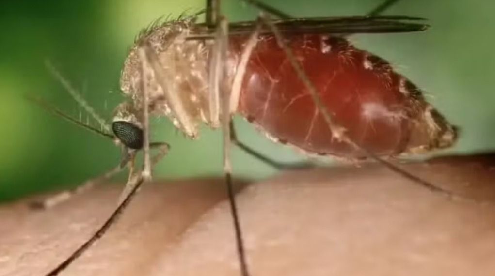 Febre Oropouche é causada pelo mosquito maruim (mosquito-pólvora ou borrachudo) — Foto: Reprodução/SES