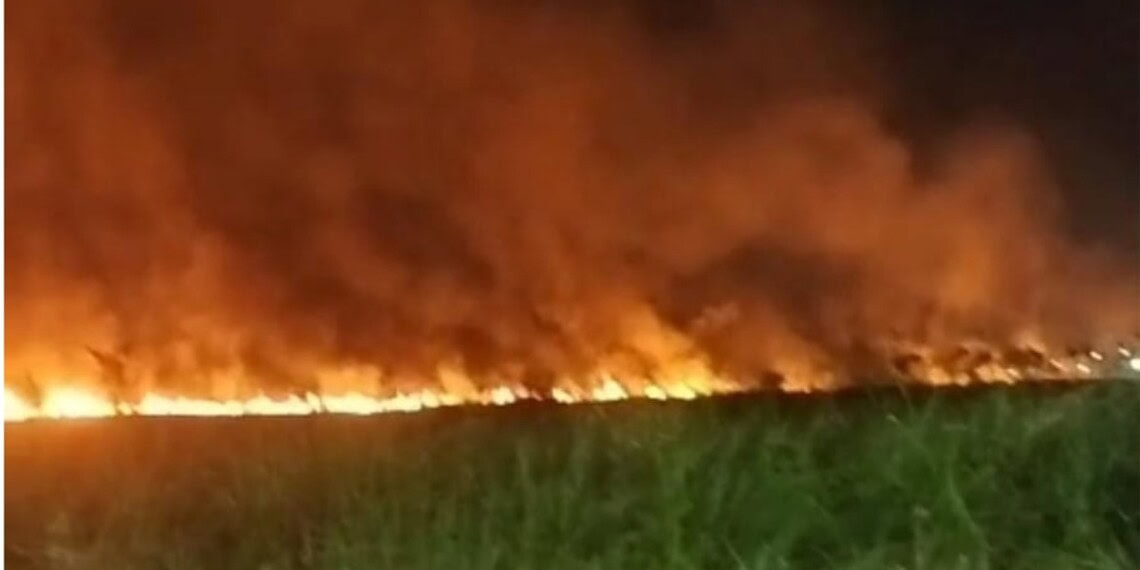 Incêndio de grandes proporções atinge área de vegetação da Cidade do Povo; saiba mais detalhes