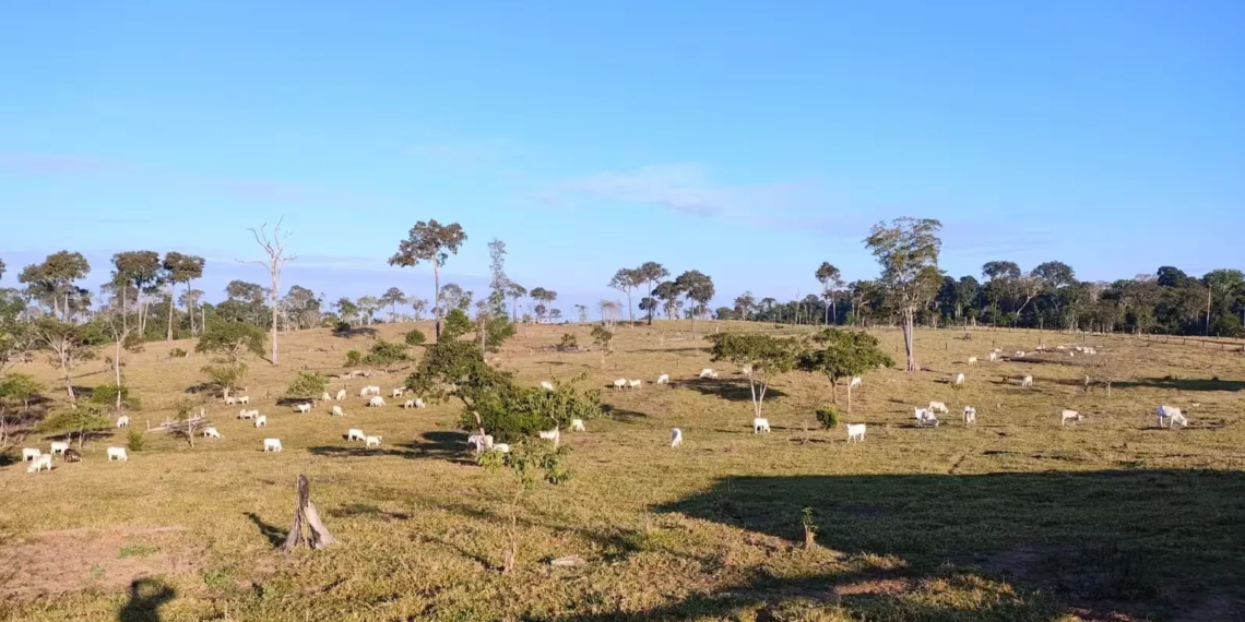 Cerca de 300 cabeças de gado são apreendidas em operação contra facção criminosa no Acre