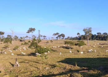 Cerca de 300 cabeças de gado são apreendidas em operação contra facção criminosa no Acre