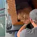 Joca, cão morto em avião da Gol, teve falha cardíaca após voo errado