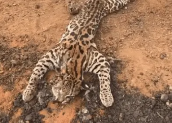 Foto: Reprodução/Gilamara Motta/Instagram