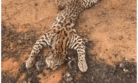 Foto: Reprodução/Gilamara Motta/Instagram