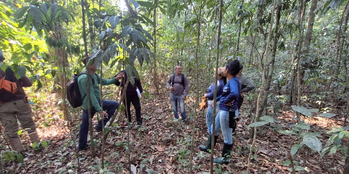 Sebrae e Seagri promovem Capacitação em Mapeamento e Rastreamento de Castanhais na RESEX Chico Mendes