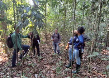 Sebrae e Seagri promovem Capacitação em Mapeamento e Rastreamento de Castanhais na RESEX Chico Mendes