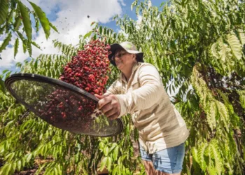 Foto: Diego Gurgel/Secom