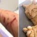 Tutora teve braços e pernas 'rasgados' durante 'ataque' do gato em casa — Foto: Arquivo Pessoal