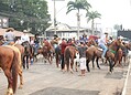 Sob calor de quase 40ºC, população de Rio Branco marca presença na Cavalgada 2024; Veja fotos