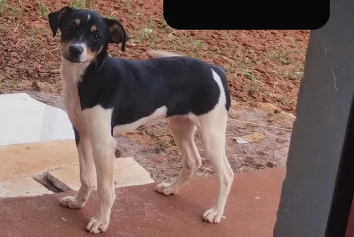 Cadelinha de família morta em acidente aéreo também estava no voo