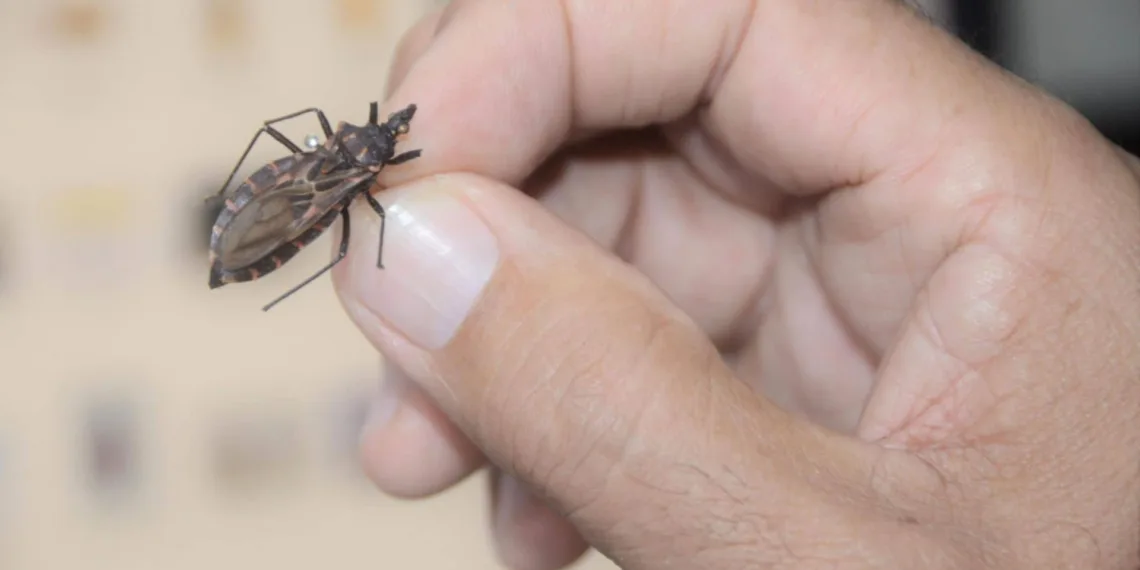 Pacientes com Doença de Chagas estão bem e não correm risco de morte, diz Saúde