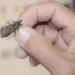 Mais duas pessoas testam positivo para doença de Chagas em Cruzeiro do Sul; casos confirmados somam 11