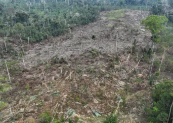 Com 2 pontos, Acre aparece entre os últimos no ranking de transparência do desmatamento 3 Foto: Pedro Devani/Secom