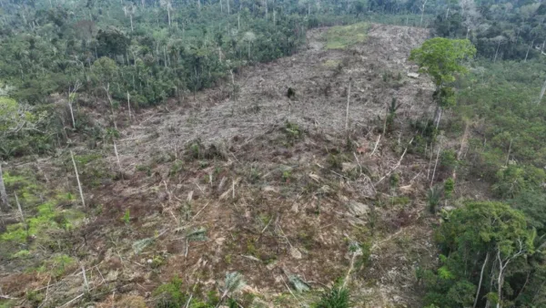 Com 2 pontos, Acre aparece entre os últimos no ranking de transparência do desmatamento