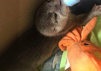 Foto: Divulgação/Cetas/Ibama/AC