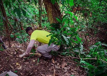 Trabalho de coleta é manual e conta com colaboração de reeducandos do Iapen. Foto: Aleksandro Soares/Saneacre